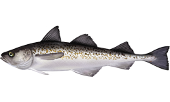 Alaska pollock